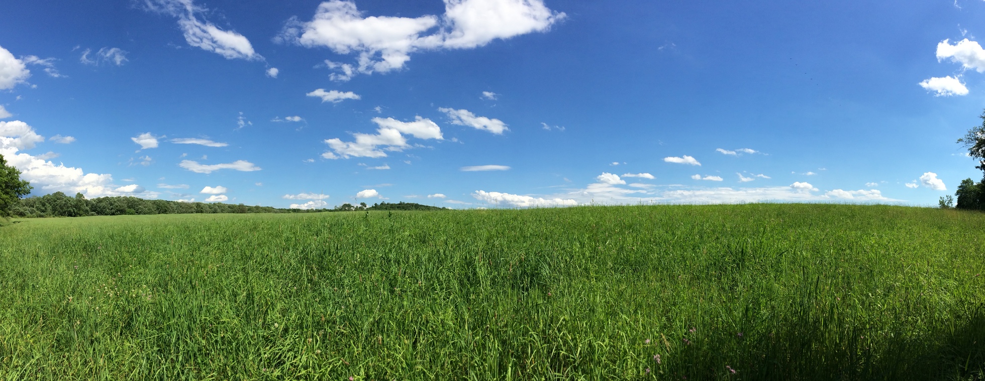 Summer Saunters: Macricostas Hayfield